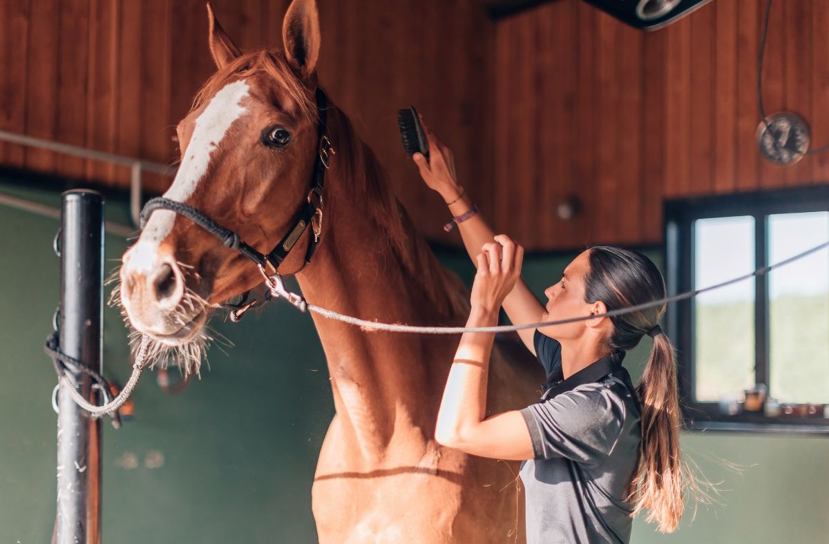 Image of woman caring for horse.