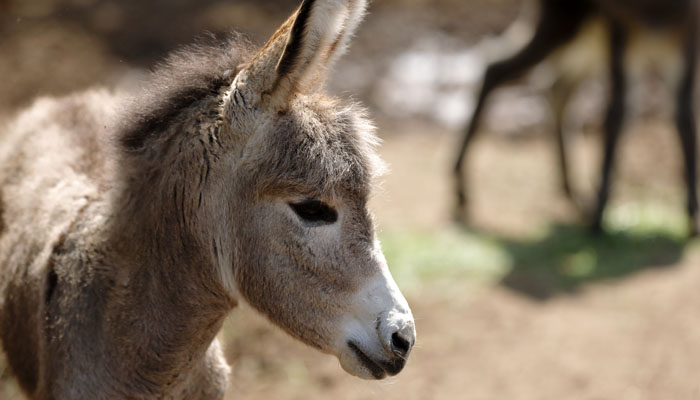 Little Donkey
