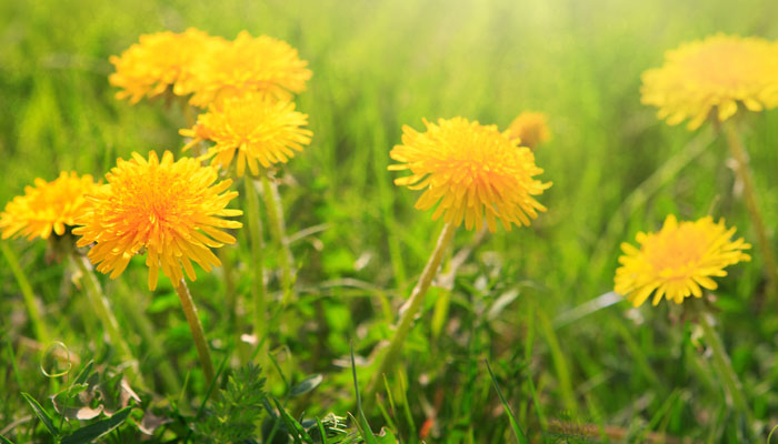 Dandelion Rubber