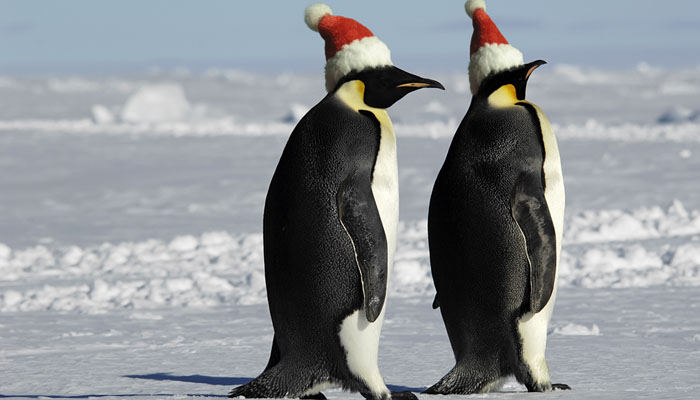 Some of the BEST Animal Christmas Adverts