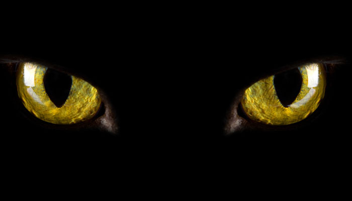 Percy Shaw: A Cat’s Eye View