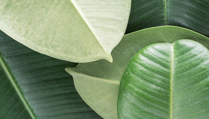 Rubber Plants