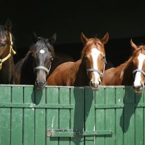 Equestrian & Animal