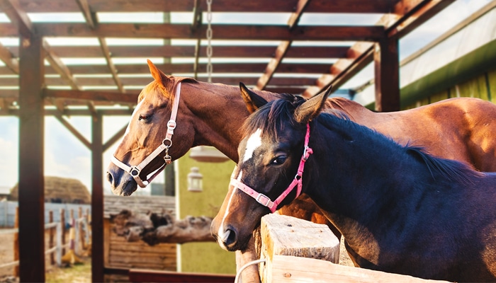 Making a Comfortable Stable: Our Top Tips
