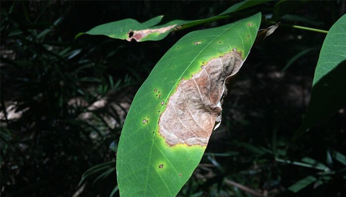 Natural Rubber Featured Image