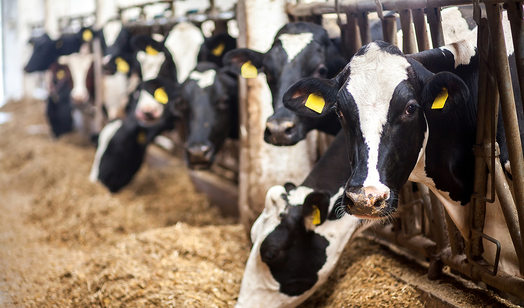 Cows