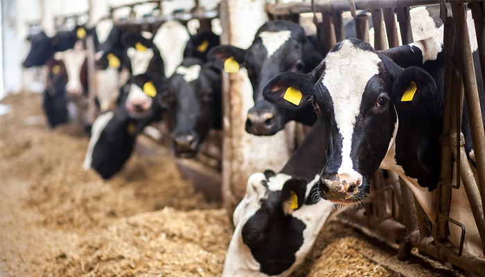 Cows Featured Image
