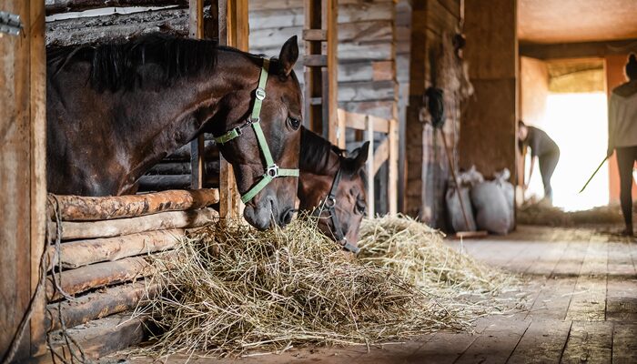 How to Prepare Stables Ahead of Winter