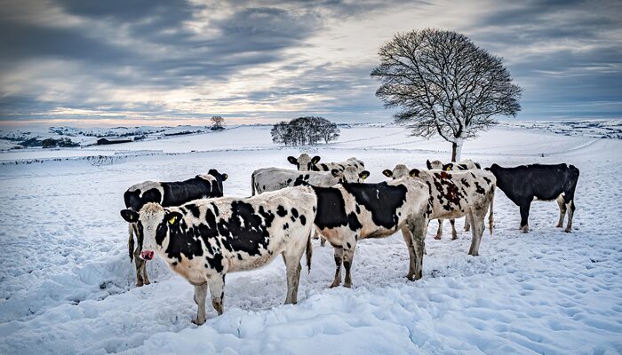 Cows in field covered with snow