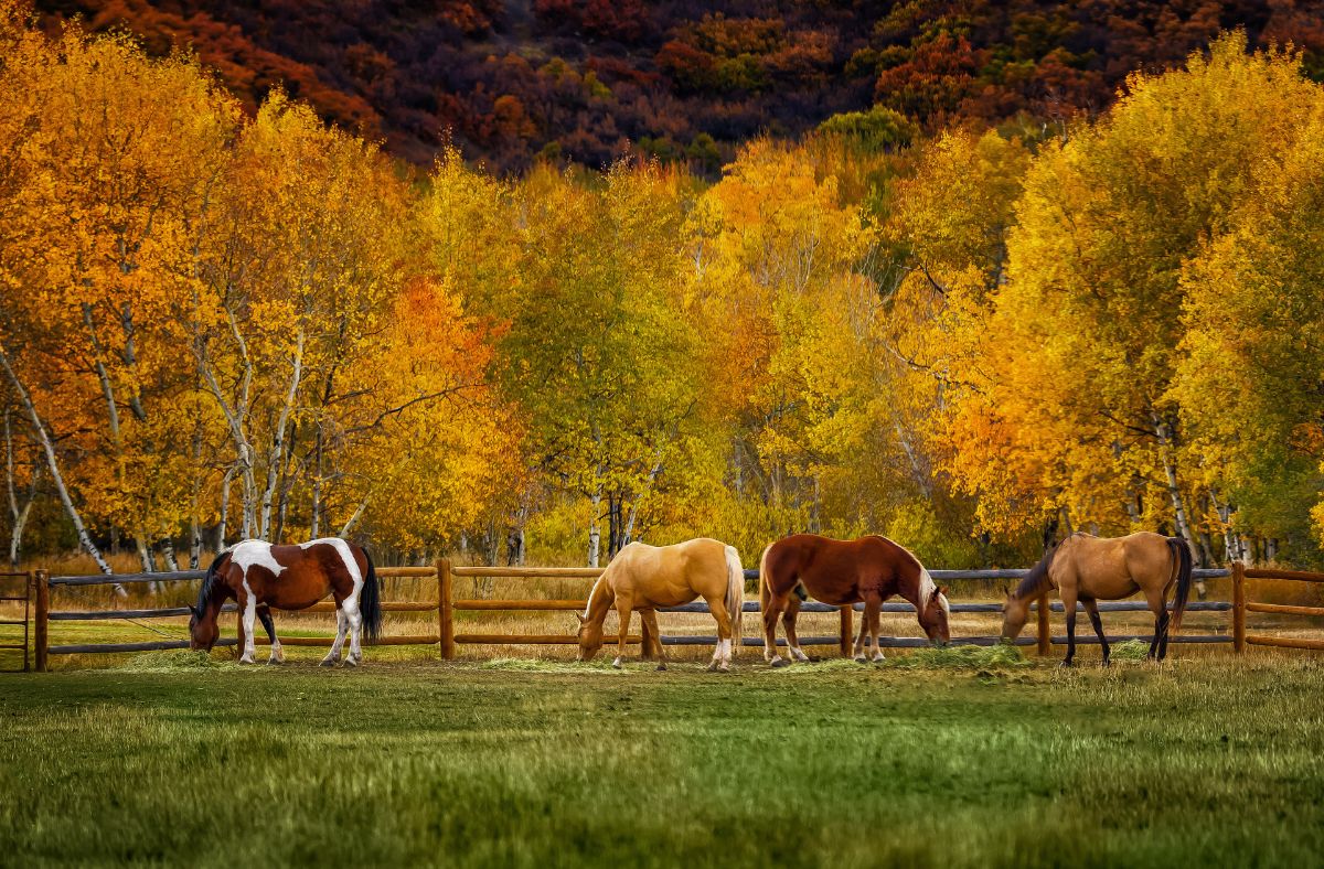Understanding Horse Behaviour.