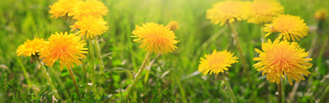 Dandelions