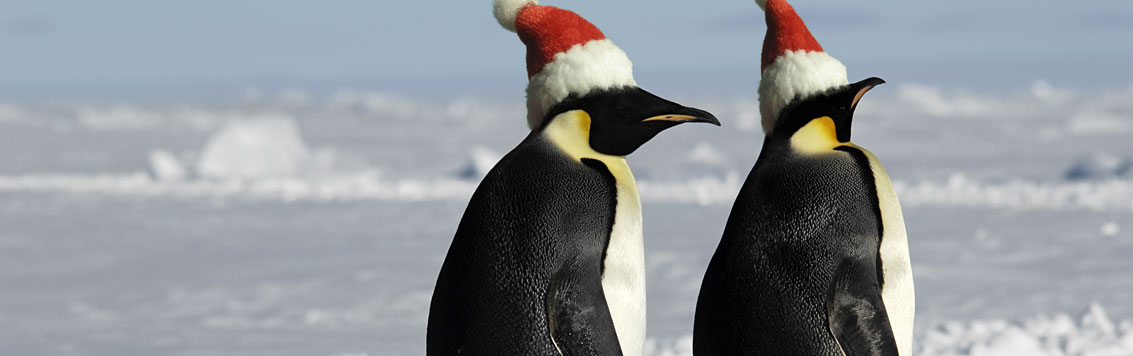 Penguins with Christmas hats