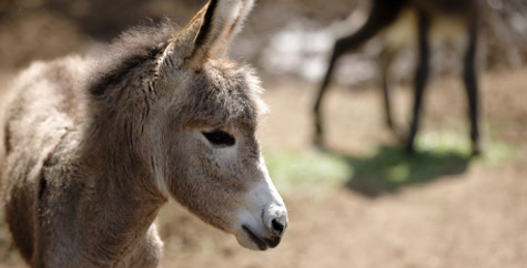 Little Donkey